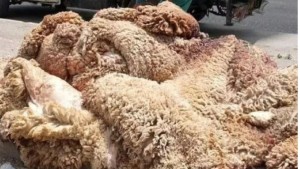 جمعية 'تونس نظيفة': الحملة الوطنية لتثمين جلود الأضاحي لم تحقق أهدافها لهذه السنة