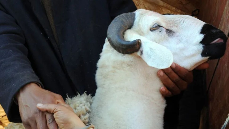 هيئة السلامة الصحية تنشر نتائج حملة المراقبة البيطرية بمناسبة عيد الأضحى
