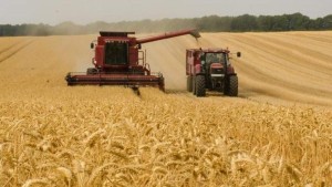 الكاف: اليوم انطلاق توزيع مادتي القمح الصلب والقمح اللين المجمّعة على المطاحن