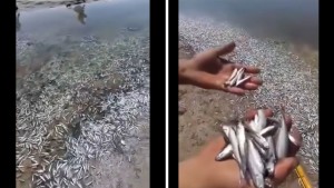 سليمان: نفوق كميات كبيرة من الأسماك