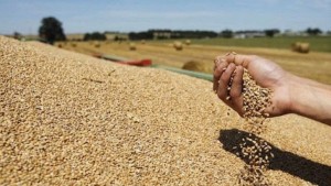 ديوان الحبوب: الكميات المجمعة تتخطي 6.1 مليون قنطار