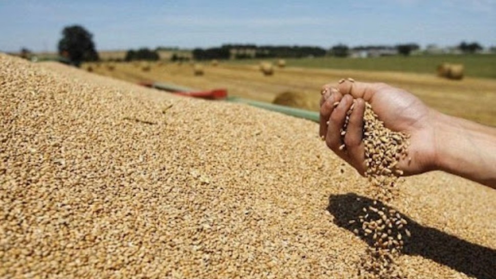ديوان الحبوب: الكميات المجمعة تتخطي 6.1 مليون قنطار