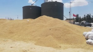 ديوان الحبوب: انطلاق خلاص مستحقات مزارعي الحبوب  بالقيروان وسيدي بوزيد وزغوان