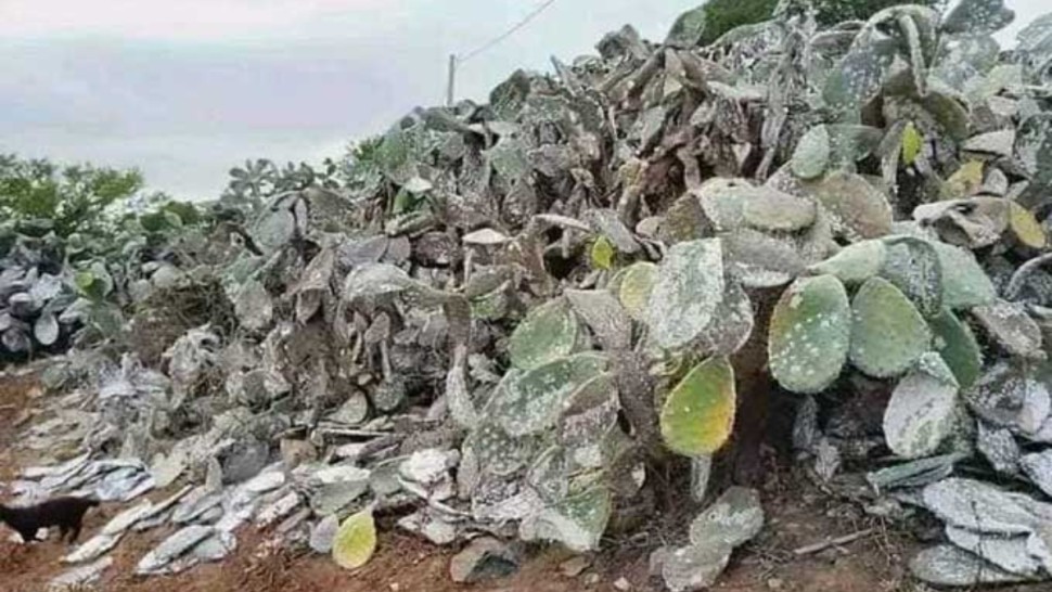 الحشرة القرمزية