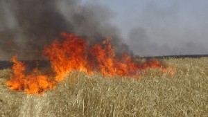 باجة: السيطرة على حريق أتى على 5 هكتارات من مزارع الحبوب بعمدون