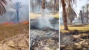 قبلي: حريق باحدى واحات الفوار يأتي على 120 رأسا من نخيل ''دقلة النور''