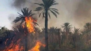 قبلي : السيطرة على حريق أتى على أكثر من 200 رأس نخيل