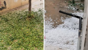 سبيطلة: اضرار تراوحت بين 40 و70 % في الغراسات بسبب ''التبروري''