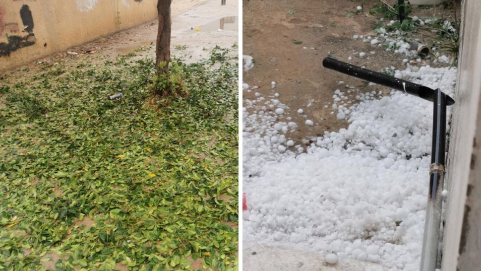 سبيطلة: اضرار تراوحت بين 40 و70 % في الغراسات بسبب ''التبروري''