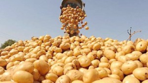 غرفة تجار الخضر والغلال بسوق الجملة ببير القصعة