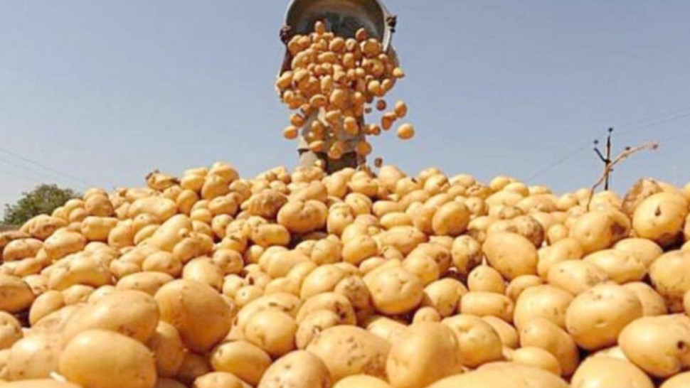 غرفة تجار الخضر والغلال بسوق الجملة ببير القصعة