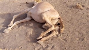 نفوق ابل