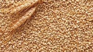 وزارة الفلاحة تضبط أسعار البذور الممتازة و العاديّة للحبوب