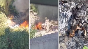 ظهرت في فيديو تحرق القطط .. إلقاء القبض على المتهمة في الملاسين