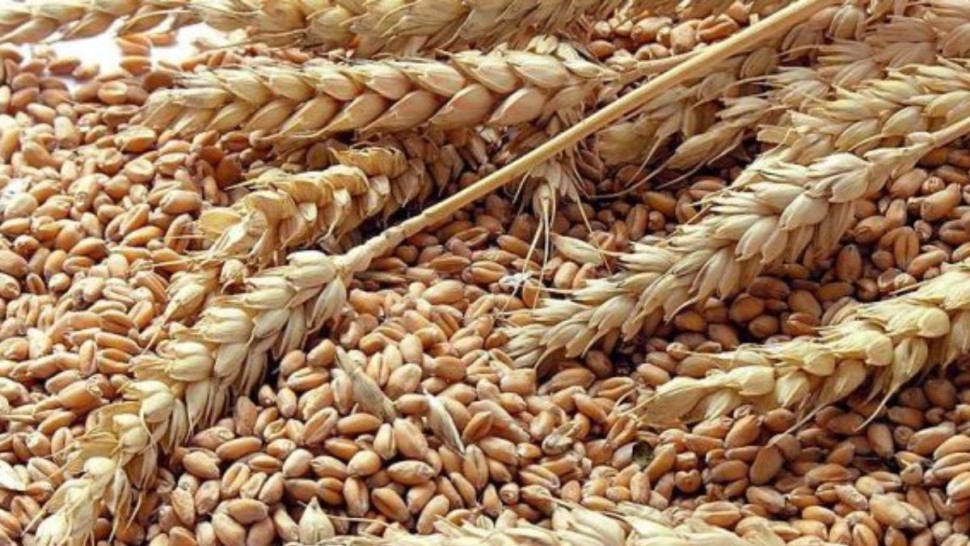 الدجبّي: لأوّل مرّة في تونس 600 ألف قنطار من البذور الممتازة على ذمّة الفلاّحين