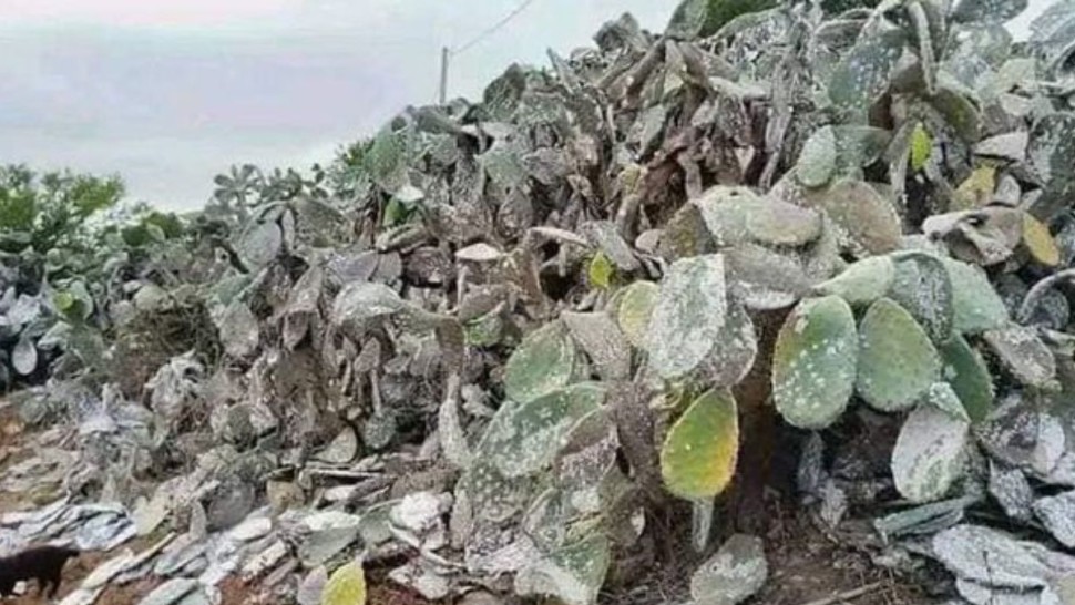 متساكنو بوعرقوب يستغيثون من اجتياح الحشرة القرمزية لمنازلهم