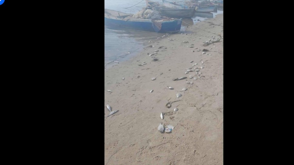سليمان: توقف البحارة عن صيد الأسماك بسبب تلوث مياه البحر