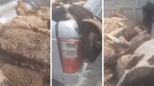 من بينهم طبيب بيطري: بطاقات إيداع بالسجن ضد متهمين بمخالفة القوانين في المسلخ البلدي بسوسة