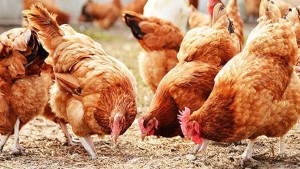 "الكبيدة".. شركة أهلية جديدة في منوبة