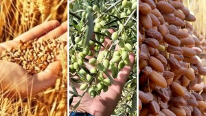 البنك التونسي للتضامن يخصّص 90 مليون دينار لتمويل صغار الفلاّحين