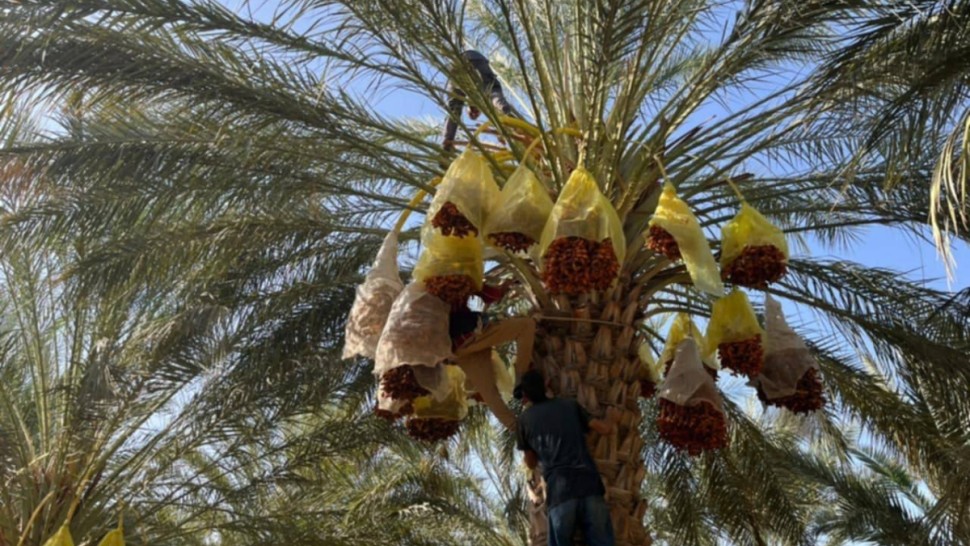 موسم التمور
