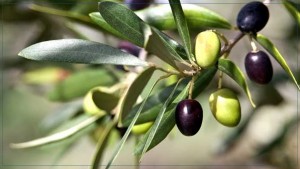 اتحاد الفلاحة يدعو الى تعاضد الجهود لانجاح موسم الزيتون