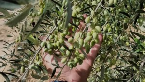 منوبة: توقعات بتطوّر صابة زيتون الزيت بنسبة 16 بالمائة