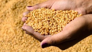 مرصد الفلاحة: كميات البذور الممتازة المجمعة تسجل ارتفاعا مقارنة بالموسم الفارط