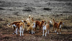 جمعيّة : التشريعات الحالية لا تحمي الحيوانات