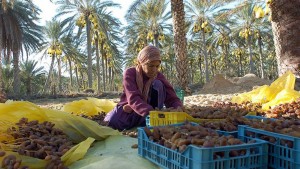 قبلي: توقف عدد من فلاحي منطقة جمنة عن جني تمورهم