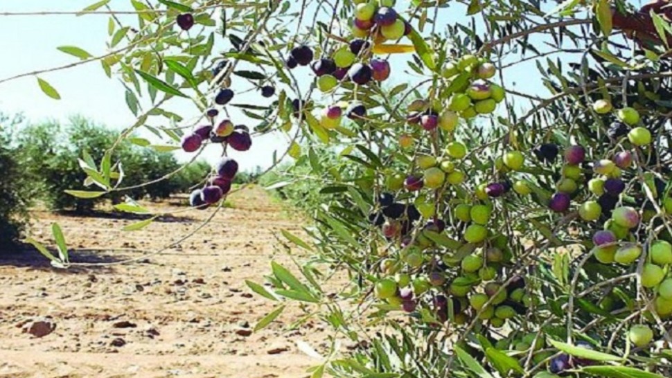 تقديرات بإنتاج 80 ألف طن: انطلاق موسم جني الزيتون بزغوان