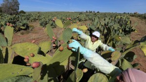 التين الشوكي