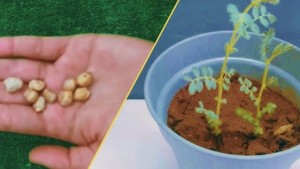 وزراة التربية: الاستغناء على المشاريع الجاهزة كالمنسج و نبتة الفول أو الحمّص