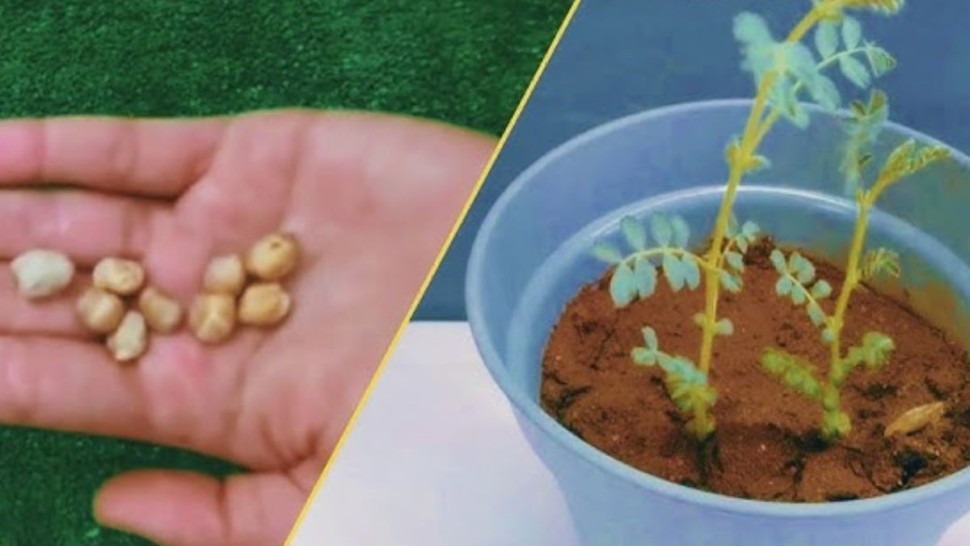 وزراة التربية: الاستغناء على المشاريع الجاهزة كالمنسج و نبتة الفول أو الحمّص