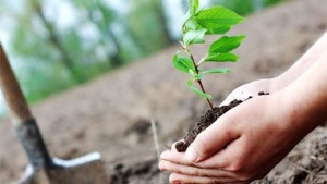 ناشط بيئي: حملة التشجير متواصلة وهدفنا غراسة 500 ألف شجرة خلال هذا الموسم