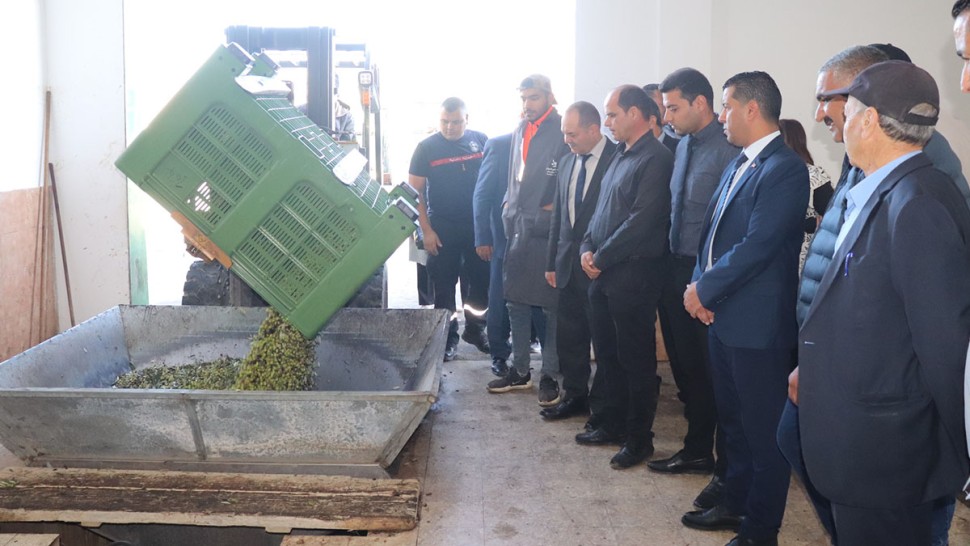 انطلاق موسم الزيتون بجندوبة وتوقع بإنتاج 14700 طن من الزيتون