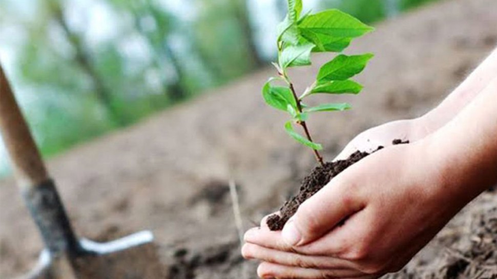 ناشط بيئي: حملة التشجير متواصلة وهدفنا غراسة 500 ألف شجرة خلال هذا الموسم