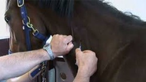 ميدان سباق الخيل بقصر السعيد: التمديد في الحجر الصحي بعد إصابات بفيروس الالتهاب الرئوي الخيلي