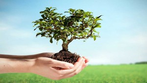 باجة : حملة تشجير بجبل العروسة لإعادة الحياة للغابة التي المتضررة من الحرائق