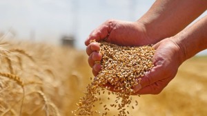 تونس تشتري 75 ألف طن من علف الشعير في مناقصة دولية