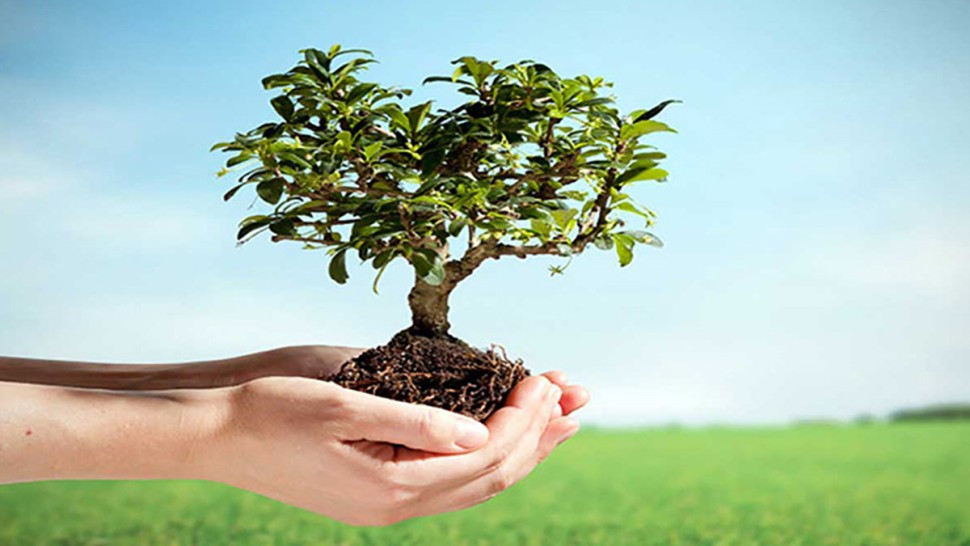 باجة : حملة تشجير بجبل العروسة لإعادة الحياة للغابة التي المتضررة من الحرائق