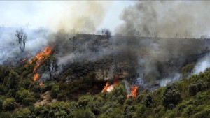 م ع الغابات: حرائق صيف 2025 أتلفت نحو 4800 هكتارا