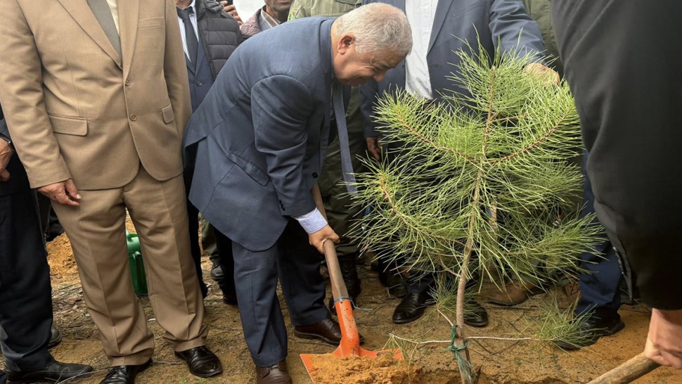 باجة: حملة تشجير بمنطقة الزوارع المتضررة من الحرائق