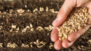 سليانة: تقدم موسم البذر بـ30 بالمائة في الحبوب و79 بالمائة في الأعلاف