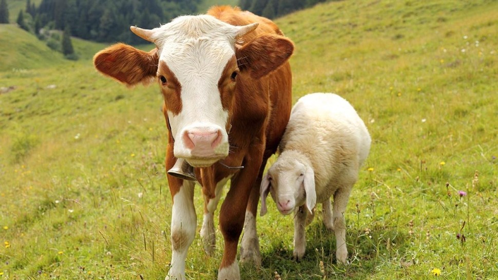 نقابة الفلاحين: على الدولة استيراد كميات من رؤوس الأبقار والأغنام لترميم القطيع