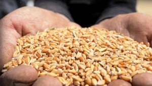 ديوان الحبوب في تونس