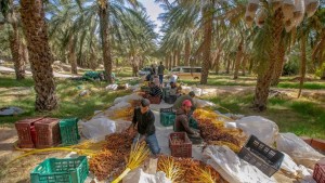 المجمع المهني المشترك للتمور بقبلي