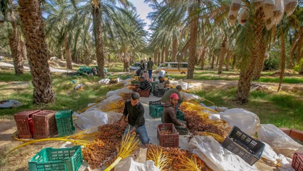 المجمع المهني المشترك للتمور بقبلي
