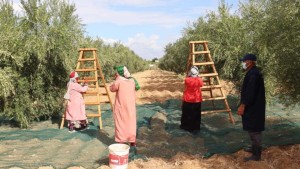 وزارة الفلاحة: عمليات جني الزيتون بلغت 7 بالمائة