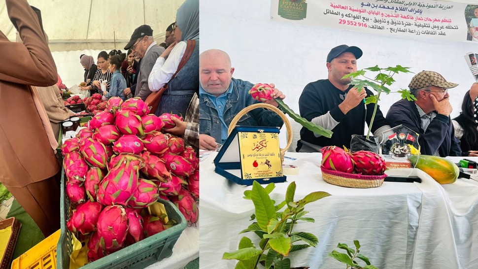 باجة تحتضن الدورة الأولى لمهرجان فاكهة 'التنين'